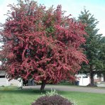 Hloh obyčajný (Crataegus laevigata) ´PAUL´S SCARLET´ - výška 230-250 cm, obvod kmeňa 4/6 cm, kont. C10L